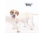 Adopt Billy a Coonhound