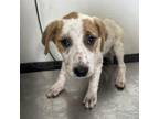 Adopt Cow a Mixed Breed