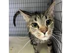 Adopt Beetle Juice (Was Pollo) a Domestic Short Hair
