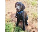 Adopt Buddy a Bloodhound