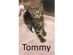 Adopt Tommy a Tabby, Domestic Medium Hair