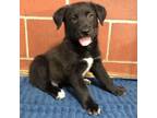 Adopt Northport Puppy 3 a Labrador Retriever