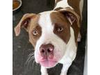 Adopt Griffin a Pit Bull Terrier