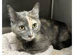 Sophie Domestic Shorthair Young Female