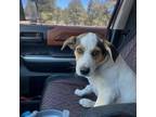 Adopt Vic a Beagle, Mixed Breed