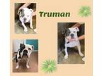 Truman English Bulldog Adult Male