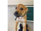 Cleveland Mixed Breed (Large) Puppy Male
