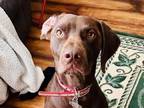 Adopt Neil a German Shorthaired Pointer
