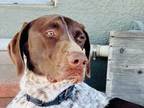 Adopt Williams a German Shorthaired Pointer