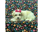 Shih-Poo Puppy for sale in Robertsdale, AL, USA