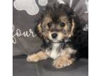 Mutt Puppy for sale in Coral Springs, FL, USA