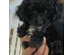 Mutt Puppy for sale in Coral Springs, FL, USA