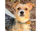 Adopt Petey a Wirehaired Terrier, German Shepherd Dog