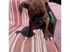 Boxer Puppy for sale in Olney, IL, USA