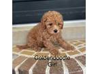 Mini Goldendoodle girl