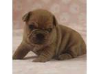 French Bulldog Puppy for sale in Marshfield, MO, USA