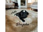 Shih Tzu Puppy for sale in Columbia City, IN, USA