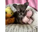 Chihuahua Puppy for sale in Conroe, TX, USA