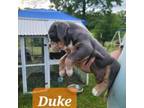 Olde English Bulldogge Puppy for sale in Iron City, TN, USA
