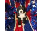 Bernese Mountain Dog Puppy for sale in Ackworth, IA, USA