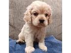 Cavapoo Puppy for sale in Warner Robins, GA, USA