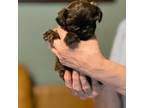 Shih-Poo Puppy for sale in Ithaca, MI, USA