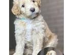 Mutt Puppy for sale in Sacramento, CA, USA