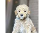 Mutt Puppy for sale in Sacramento, CA, USA