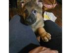 German Shepherd Dog Puppy for sale in Fort Plain, NY, USA