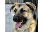 Adopt George - ECAS a Anatolian Shepherd, German Shepherd Dog