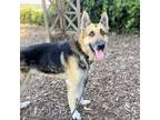 Adopt Pancho a German Shepherd Dog
