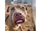 Adopt Chase a Pit Bull Terrier