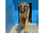 Adopt 405224 a German Shepherd Dog