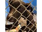 Adopt 405191 a Pit Bull Terrier