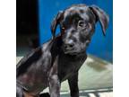 Adopt 405033 a Labrador Retriever