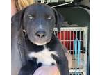 Adopt 405201 a Pit Bull Terrier