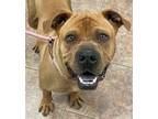 Adopt Meatloaf a Pit Bull Terrier, Shar-Pei