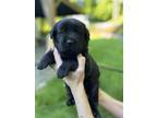 Adopt Austin (Roxy's Litter) a Golden Retriever, Labrador Retriever