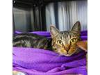 Adopt Hamm (Bonded with Grey) a Domestic Short Hair