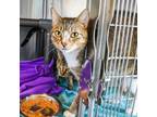 Adopt Grey (Bonded with Ham) a Domestic Short Hair