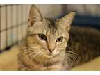 Adopt Otto Willow Grove PA (FCID 05/14/2024-118) a Tabby