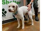 Adopt Puchi a Poodle, Mixed Breed