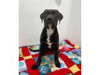 Adopt Johnny Walker a Mastiff