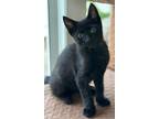 Adopt Willie - Center Foster Home a Domestic Short Hair