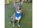 Adopt Kaine a Pit Bull Terrier