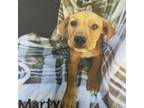 Adopt Marty a Labrador Retriever, Mixed Breed