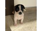 Adopt Naples a Mixed Breed