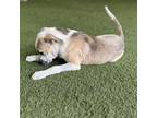 Adopt Charlie a Great Pyrenees, Mixed Breed