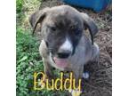 Adopt Buddy a American Eskimo Dog, Anatolian Shepherd