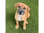 Adopt Nutz a Boxer, Black Mouth Cur